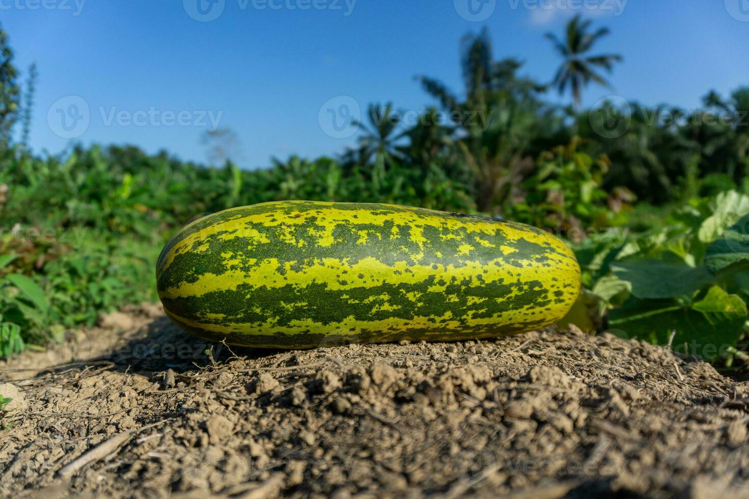 Harvesting cucumber suri. Timun suri or cucumber fruit. Popular fruit in Indonesia taste soft and fresh. photo