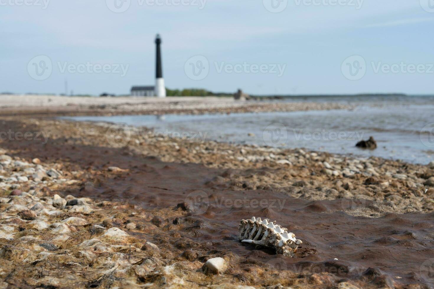Small skeleton with the Sorve Lighthouse in the distance photo