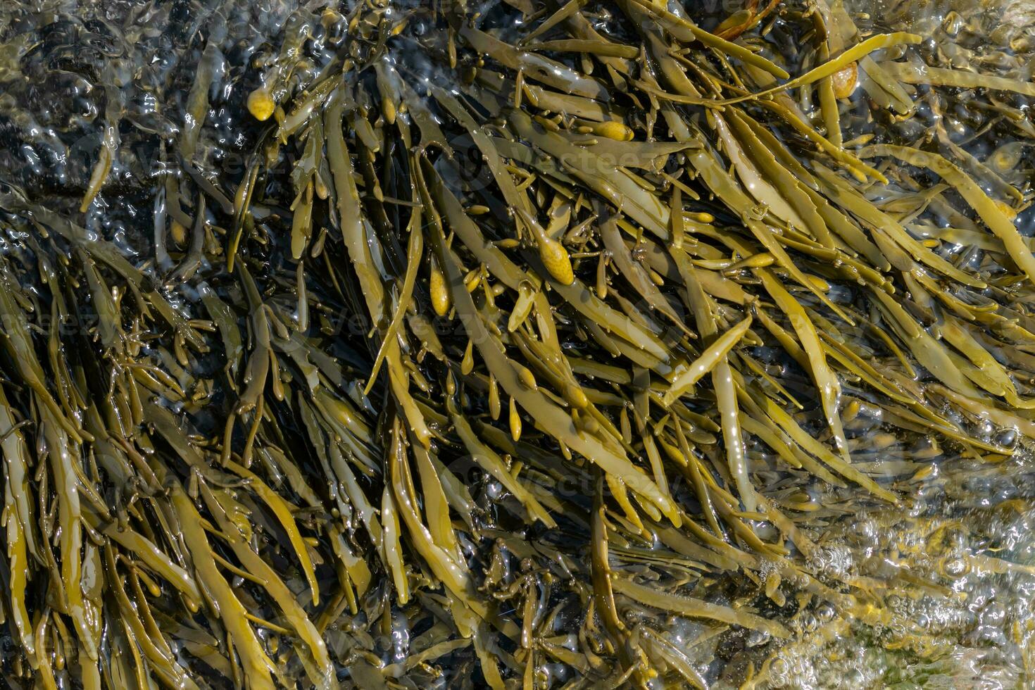 Bladderwrack seaweed on sea rock. Fucus vesiculosus photo