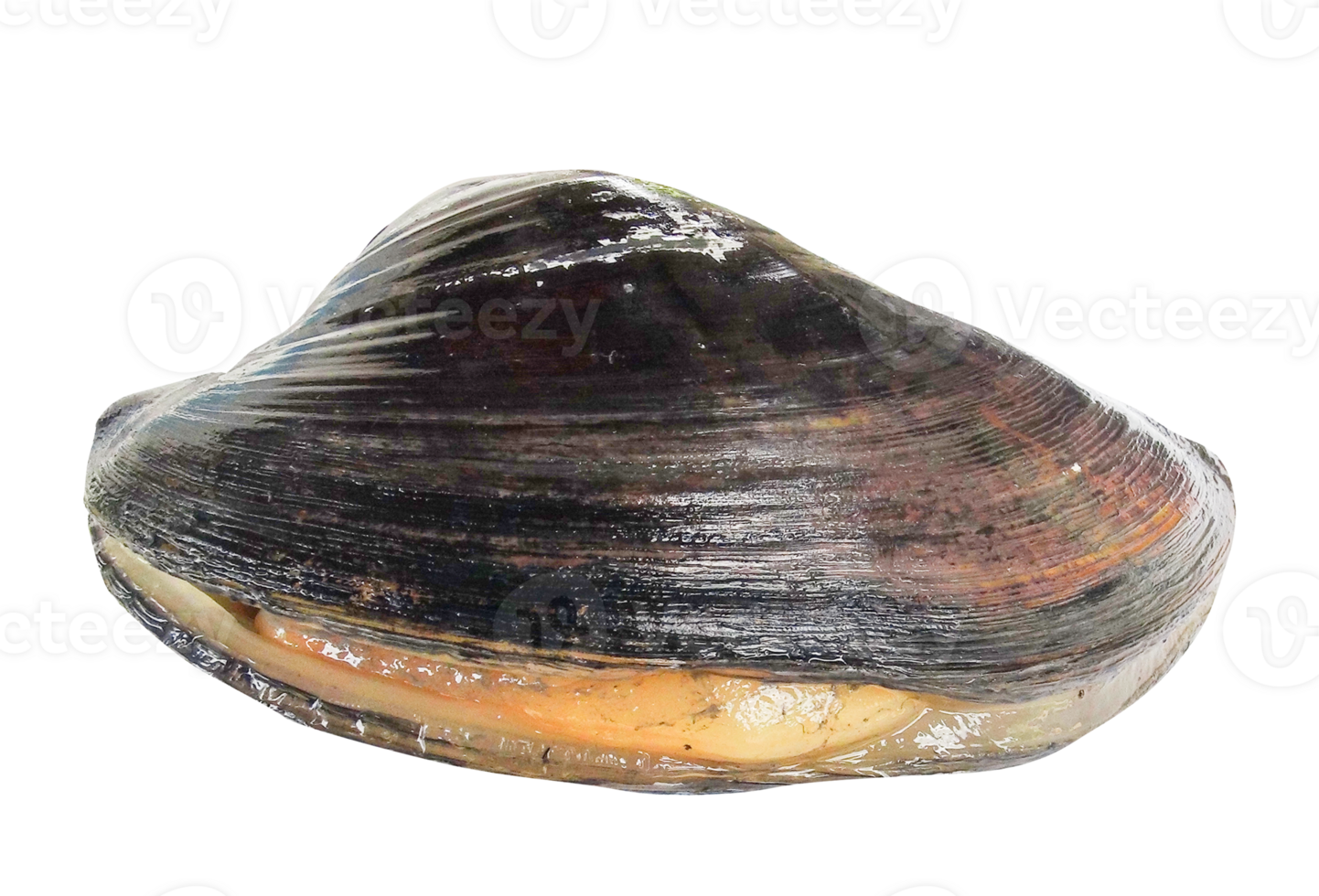 fresh mussel closeup boiled open 25743525 PNG