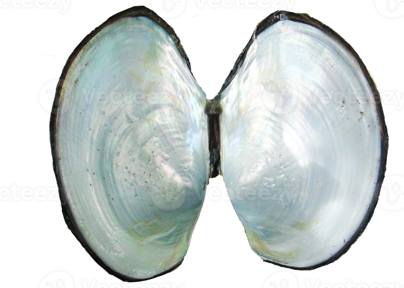 fresh mussel closeup boiled open png