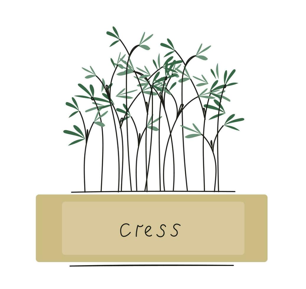 Cress microgreens in a container. Healthy vegan food. Vector set llustration in doodle style