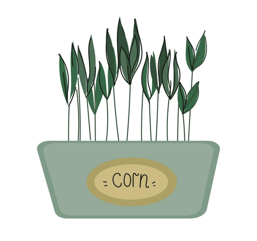 Corn microgreens in a container. Healthy vegan food. Vector set llustration in doodle style