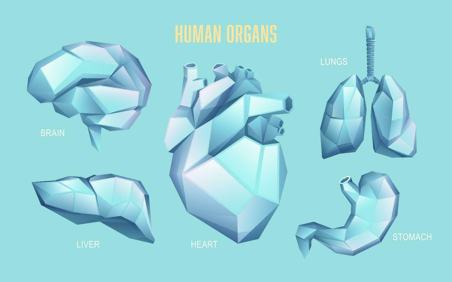 graphic of low poly human organs set for infographics or education vector