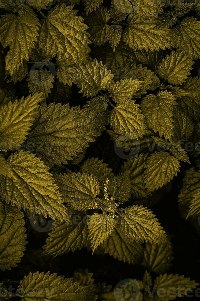 Black and Dark Yellow Gold Background Wallpaper photo