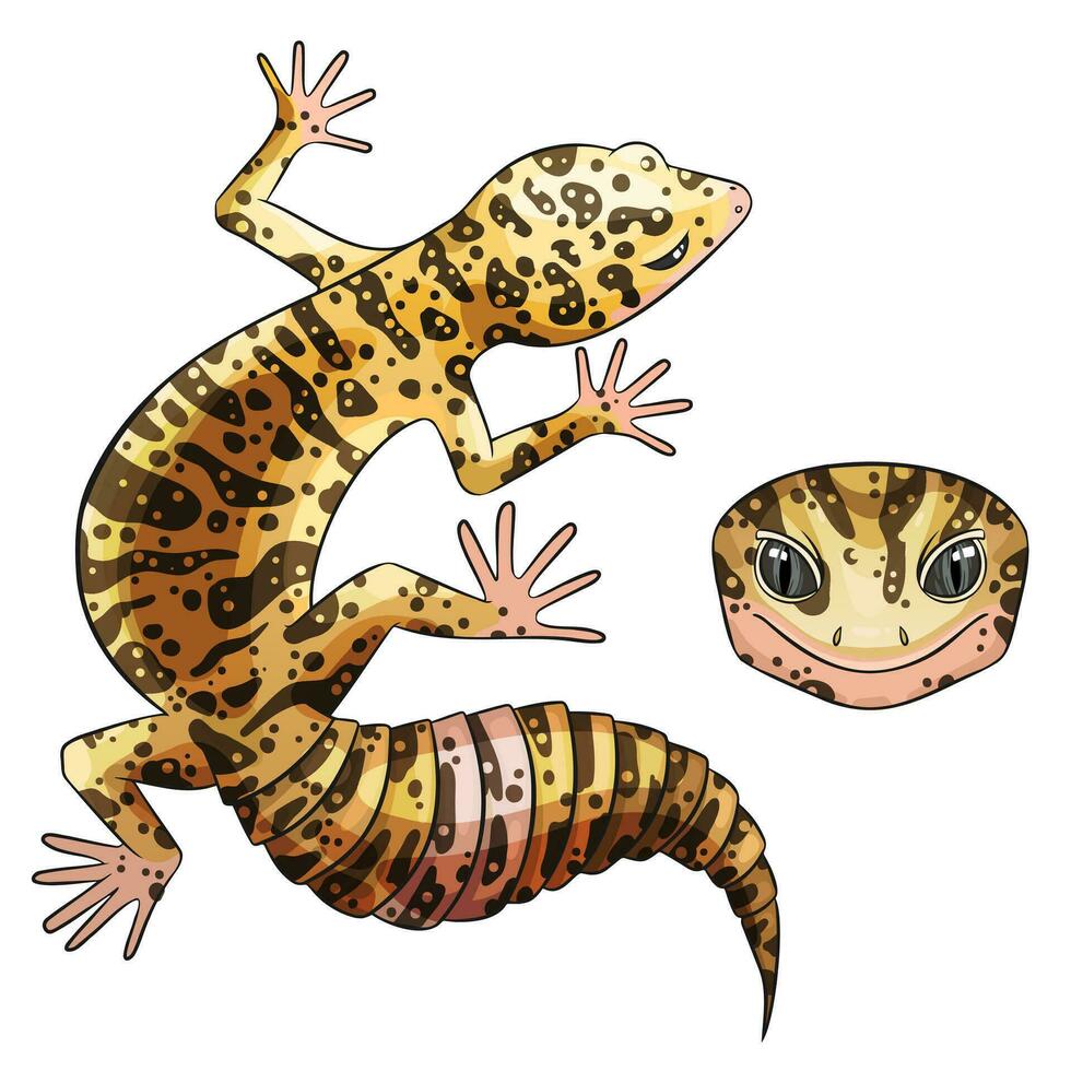 Vector illustration of an eublefar. Leopard gecko wild type