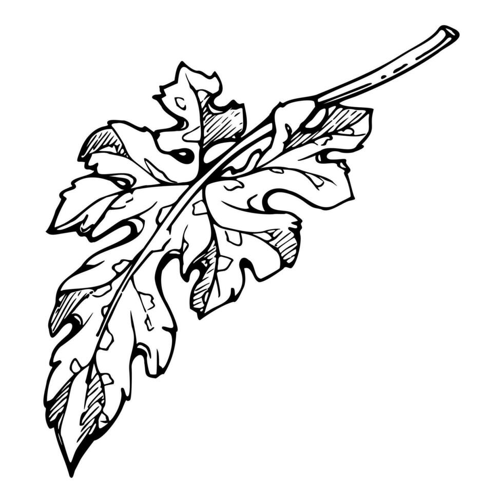 Hand drawn ink vector pumpkin squash leaf, flower. Sketch illustration art for Thanksgiving, harvest, farming. Isolated object, outline. Design for restaurant menu print, cafe, website, invitation