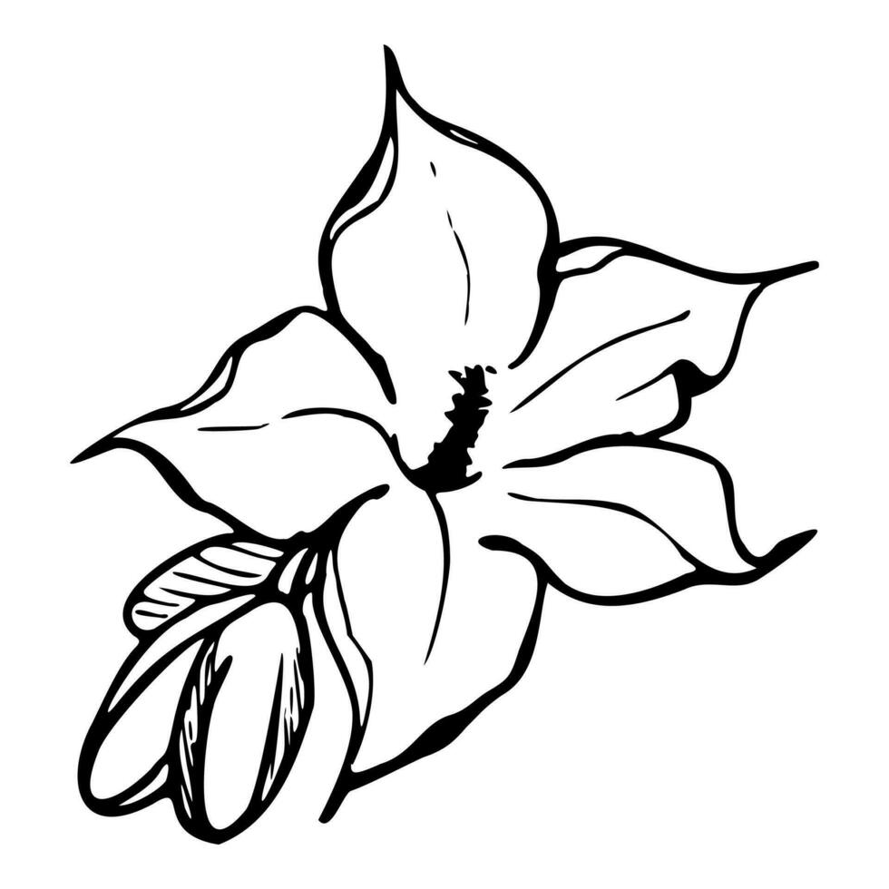 Hand drawn ink vector pumpkin squash leaf, flower. Sketch illustration art for Thanksgiving, harvest, farming. Isolated object, outline. Design for restaurant menu print, cafe, website, invitation
