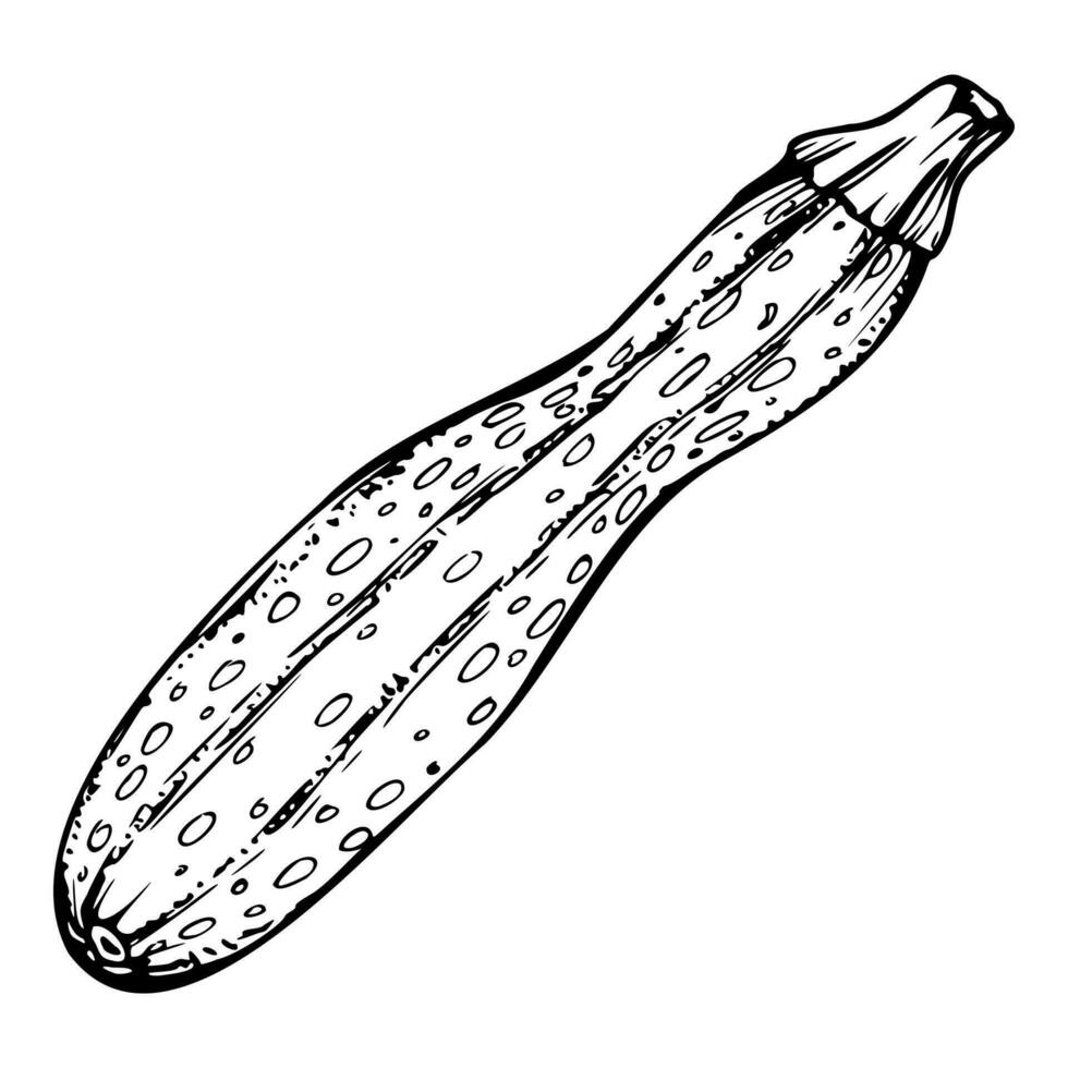 Hand drawn ink vector zucchini marrow gourd squash. Sketch illustration art for Thanksgiving, harvest, farming. Isolated object, outline. Design for restaurant menu print, cafe, website, invitation