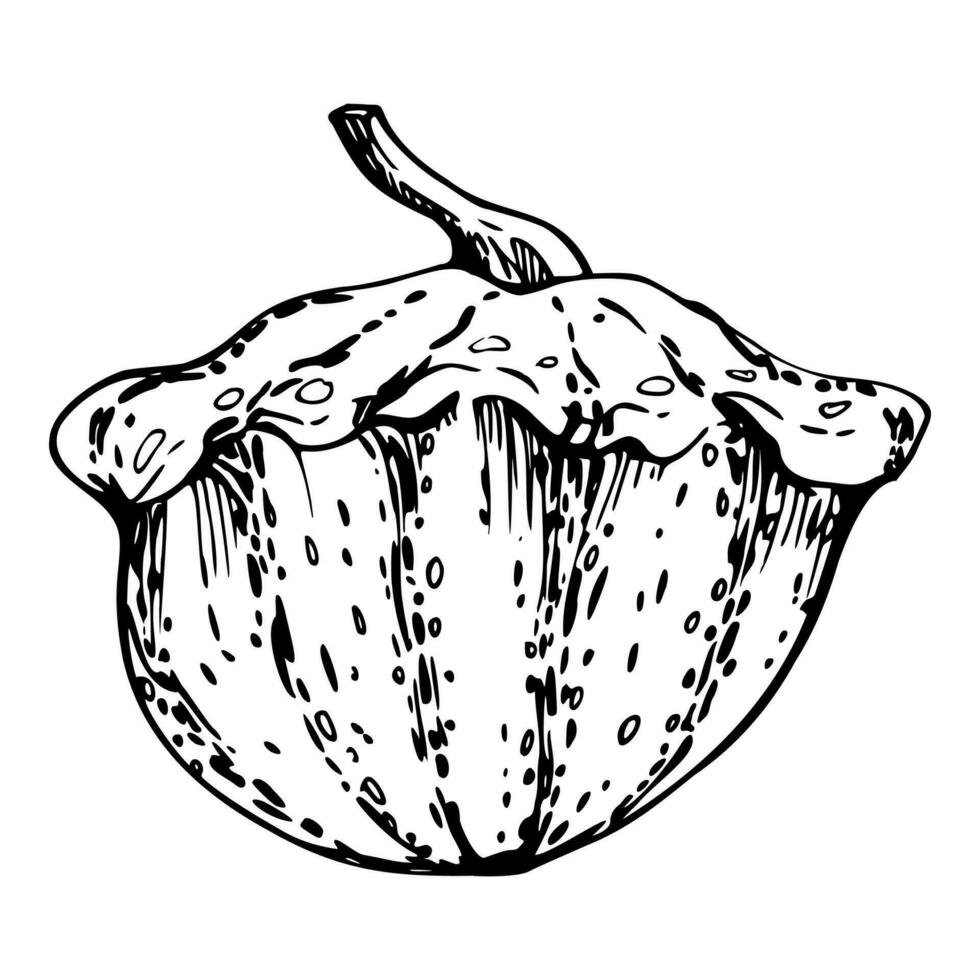 Hand drawn ink vector pattypan gourd squash. Sketch illustration art for Thanksgiving, harvest, farming. Isolated object, black outline. Design for restaurant menu print, cafe, website, invitation
