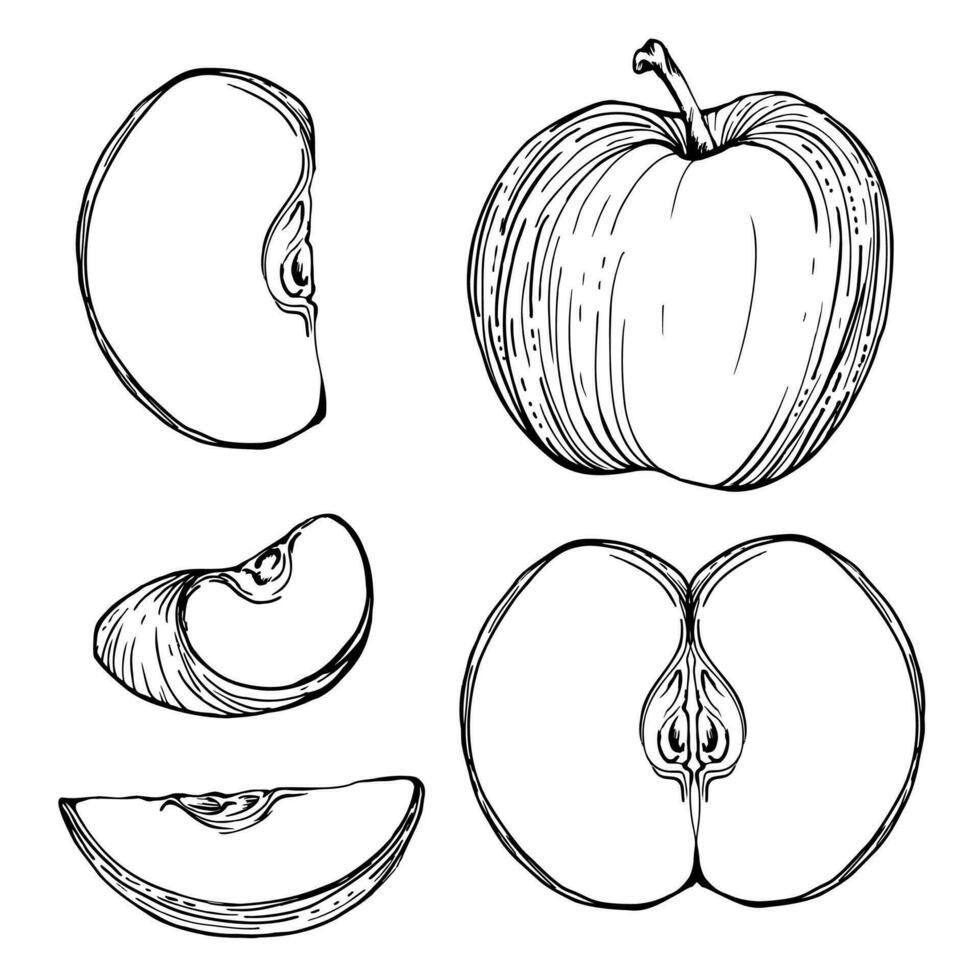 Hand drawn ink composition with ripe apple fruit, full and slices, monochrome vector, detailed outline. Isolated object on white background. Design for wall art, wedding, print, fabric, cover, card. vector