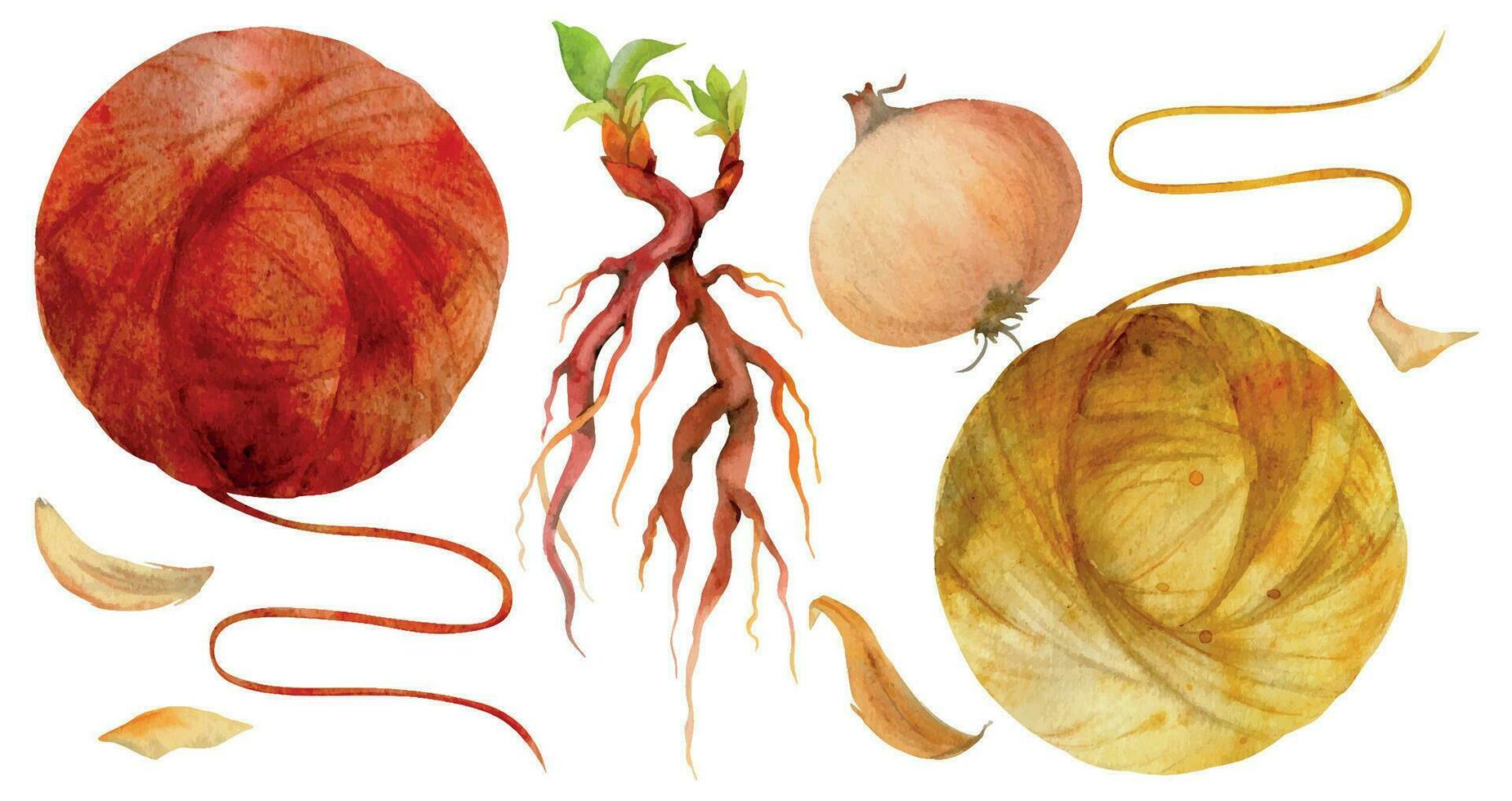 Hand drawn watercolor onion, madder root coloring natural plant dye, materials. Hobby, handmade fabric. Illustration isolated composition, white background. Shop logo, print, business card, booklet vector