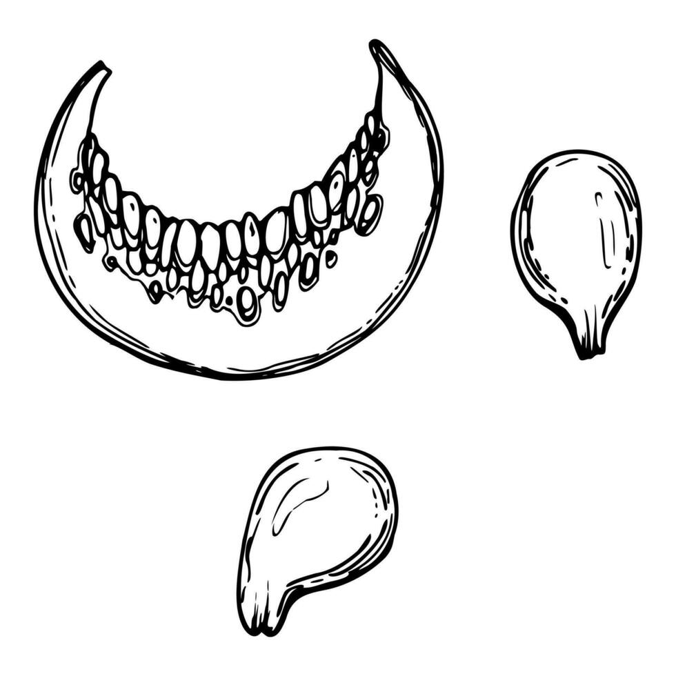 mano dibujado tinta vector calabaza calabaza calabaza. bosquejo ilustración Arte para acción de gracias, Víspera de Todos los Santos, cosecha, agricultura. aislado objeto, describir. diseño para restaurante menú imprimir, cafetería, sitio web, invitación