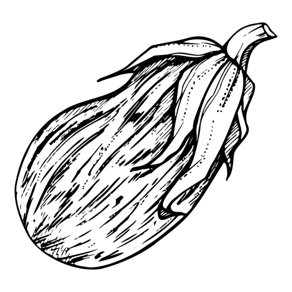 Hand drawn ink vector eggplant gourd squash. Sketch illustration art for Thanksgiving, Halloween, harvest, farming. Isolated object, outline. Design for restaurant menu print cafe, website, invitation