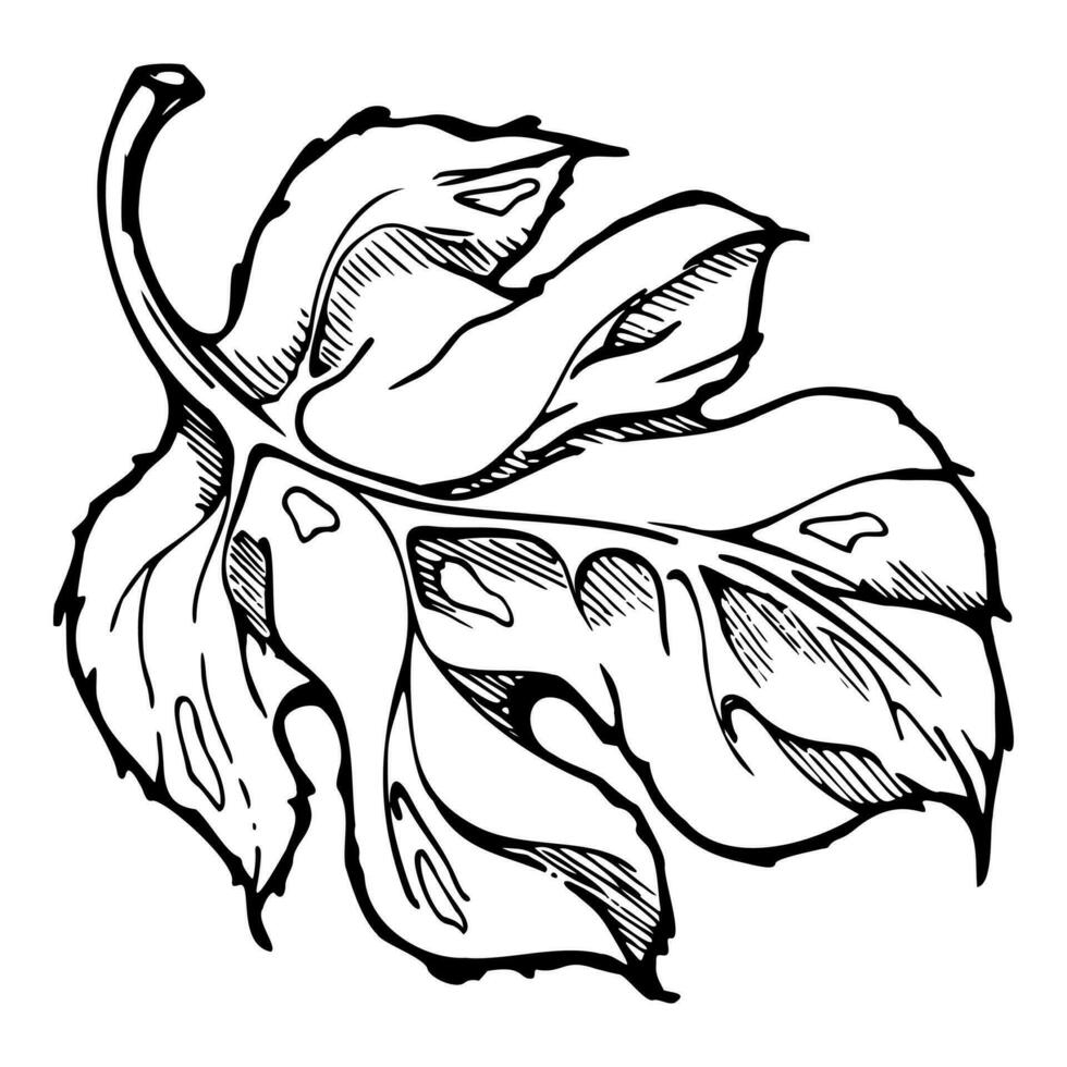 Hand drawn ink vector pumpkin squash leaf, flower. Sketch illustration art for Thanksgiving, harvest, farming. Isolated object, outline. Design for restaurant menu print, cafe, website, invitation