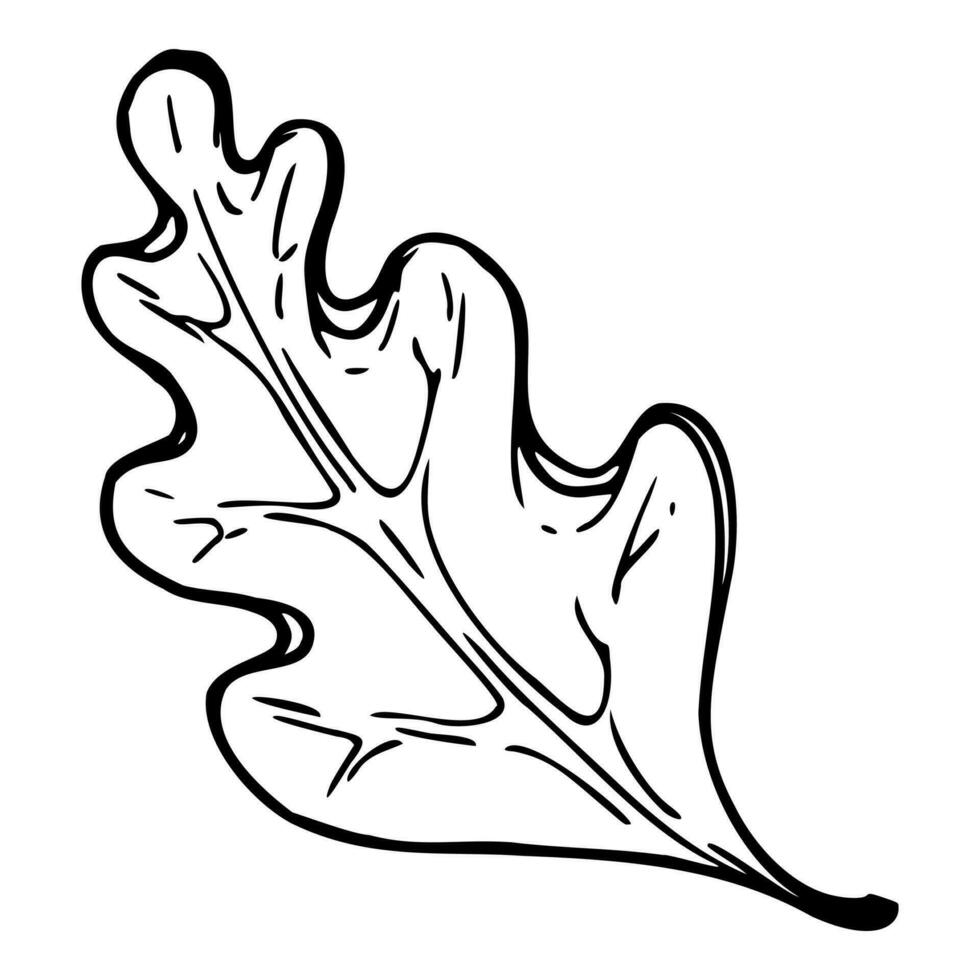 Hand drawn ink vector oak tree leaf. Sketch illustration art for autumn, harvest, farming. Isolated object on white, black outline. Design for restaurant menu print, cafe, website, invitation wedding