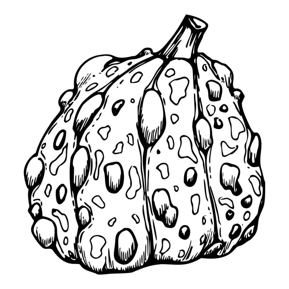 Hand drawn ink vector pumpkin gourd squash. Sketch illustration art for Thanksgiving, Halloween, harvest, farming. Isolated object, outline. Design for restaurant menu print, cafe, website, invitation