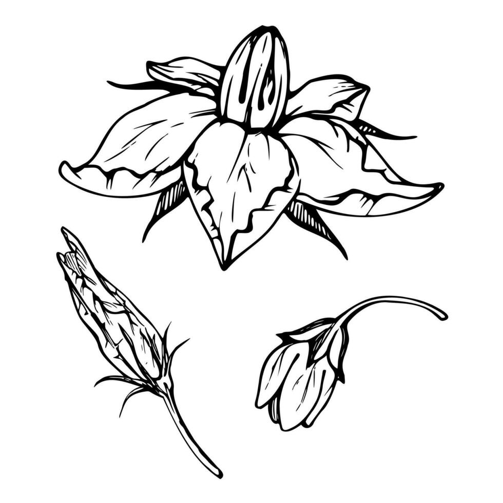 Hand drawn ink vector pumpkin squash leaf, flower. Sketch illustration art for Thanksgiving, harvest, farming. Isolated object, outline. Design for restaurant menu print, cafe, website, invitation