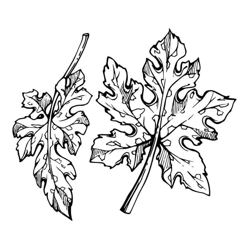 Hand drawn ink vector pumpkin squash leaf, flower. Sketch illustration art for Thanksgiving, harvest, farming. Isolated object, outline. Design for restaurant menu print, cafe, website, invitation