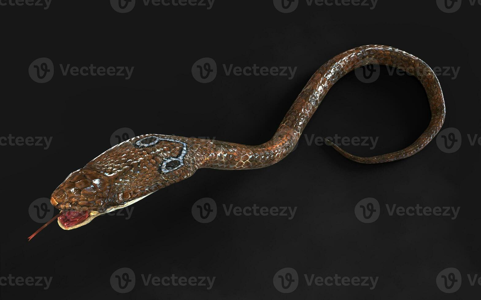 3d Illustration Blown Color of King Cobra The World's Longest Venomous Snake Isolated on Black Background, King Cobra Snake with Clipping Path photo