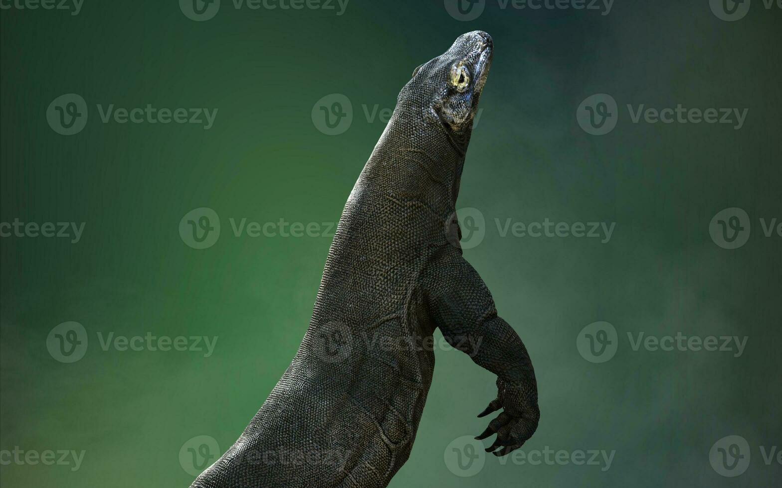 3D rendering of a komodo dragon isolated on green background with clipping path. photo