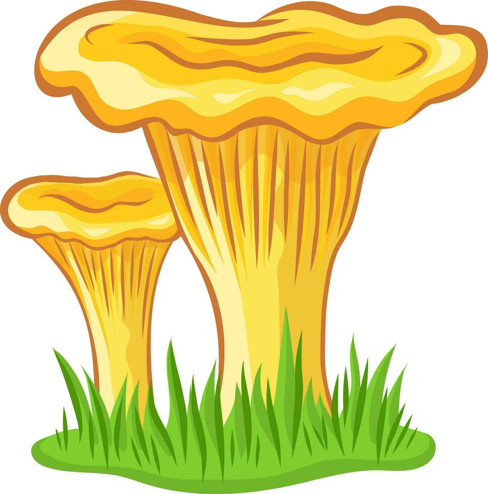Chanterelle mushroom vector image without background