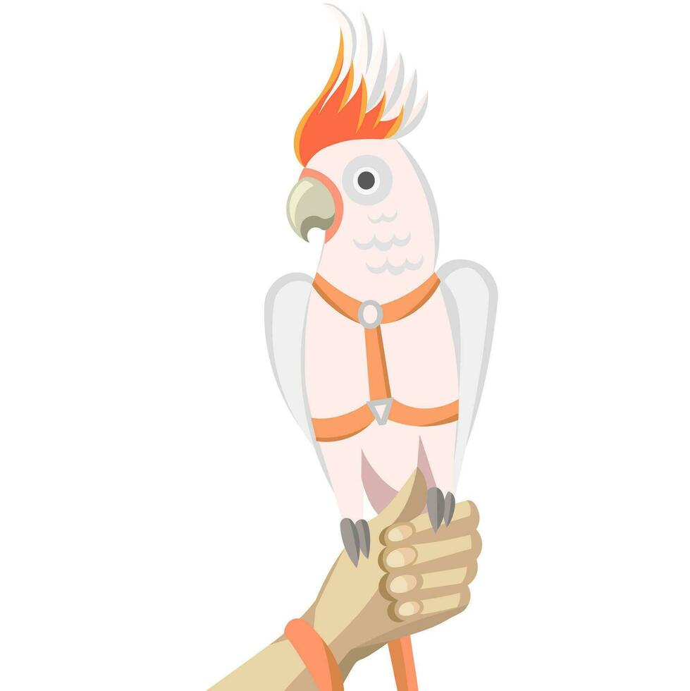 Pink cockatoo, galah, pink and grey cockatoo or rose-breasted cockatoo parrot in harness and leash on human hand - vector illustration