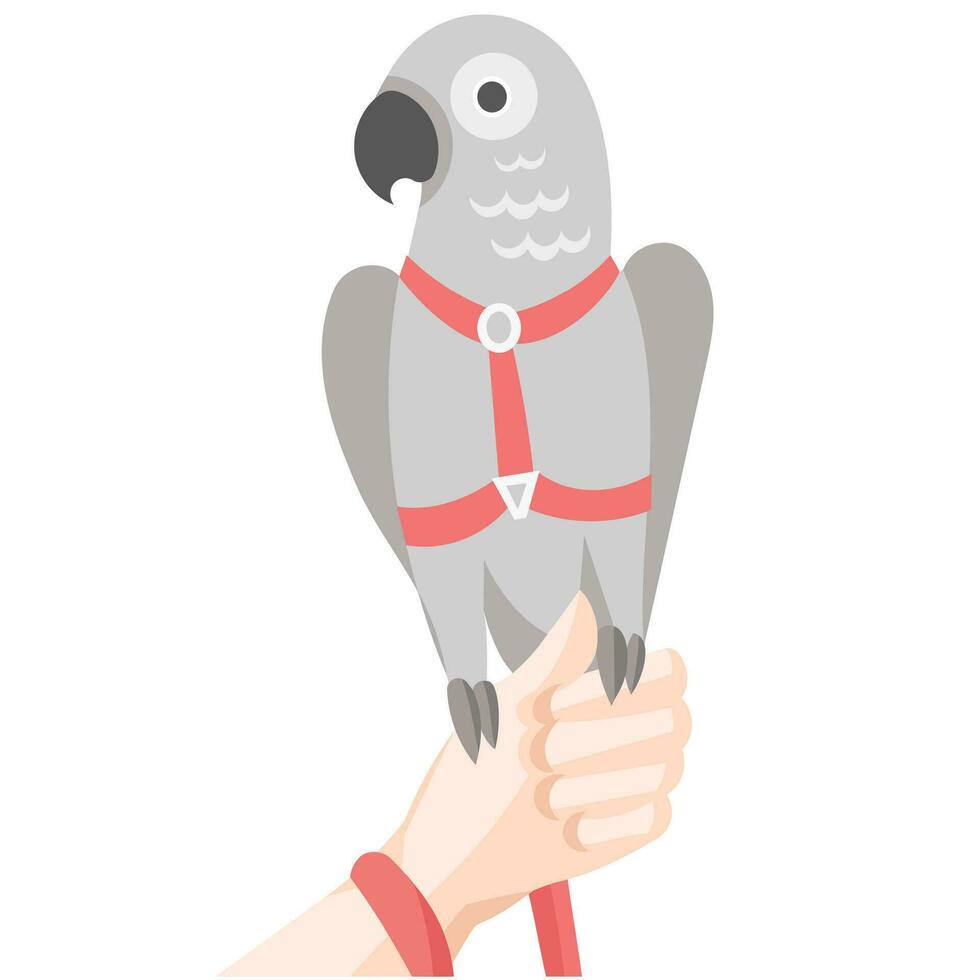 Grey parrot in red harness and leash on human hand - vector illustration
