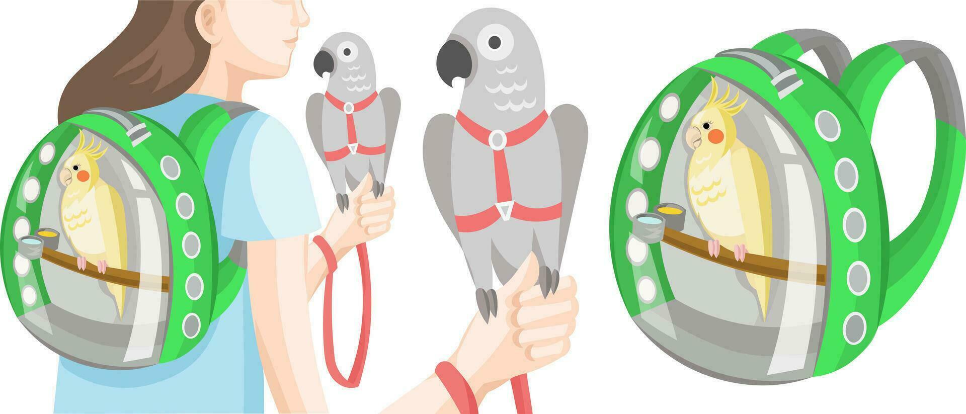 Parrot outdoor walk set - girl with parrots in bird backpack and harness with leash, grey parrot in red harness and leash on human hand, cockatiel parrot in transparent green backpack - vector images