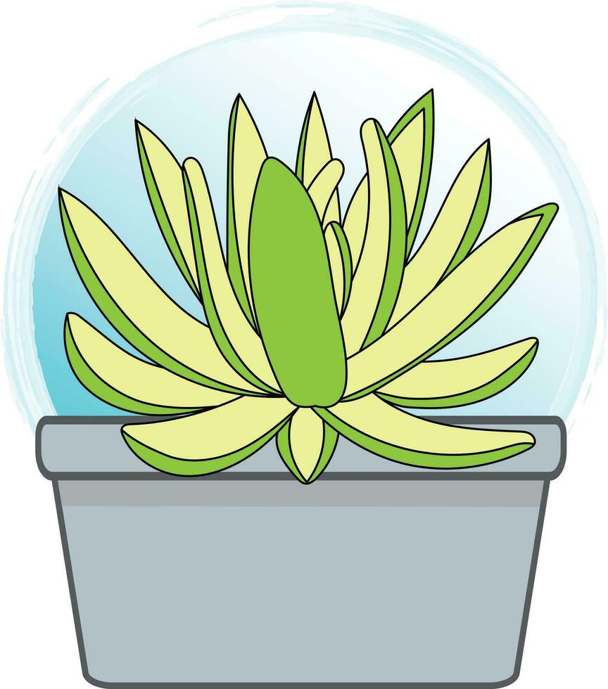 Abstract Echeveria hookeri plant in the pot with blue circle gardient background. vector