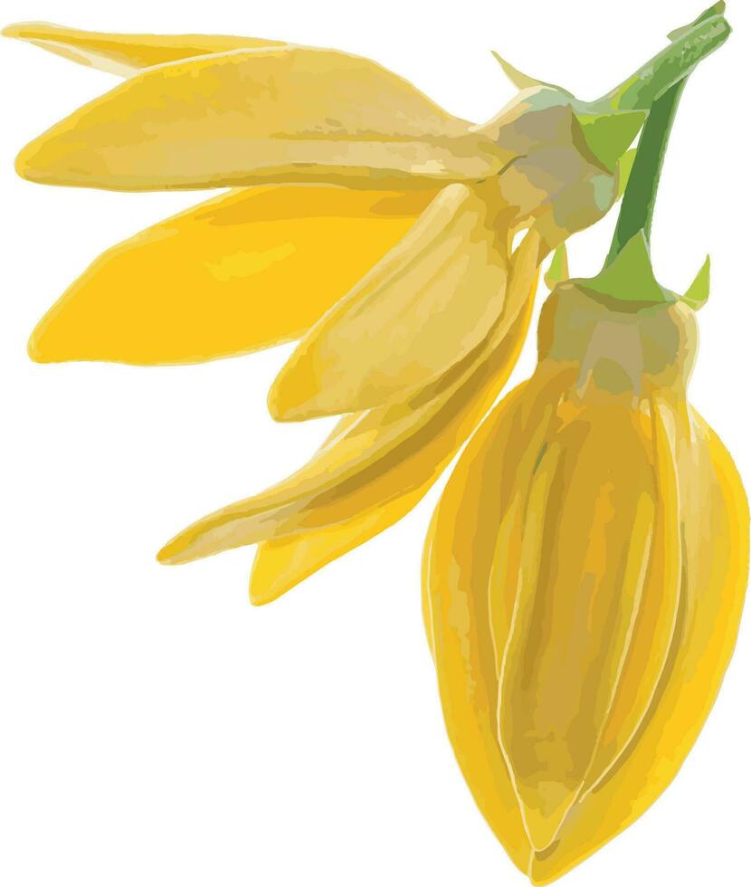 Abstract of climbing ylang-ylang flower. Scientific name Artabotrys hexapetalus vector