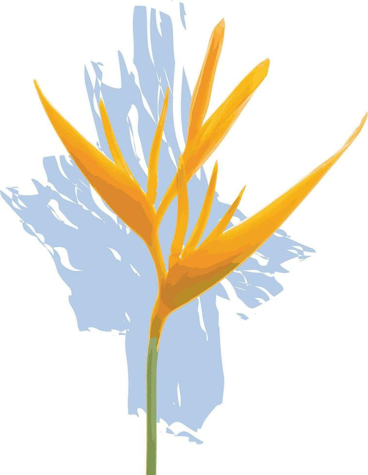 Abstract the Heliconia flower on white with blue color background vector