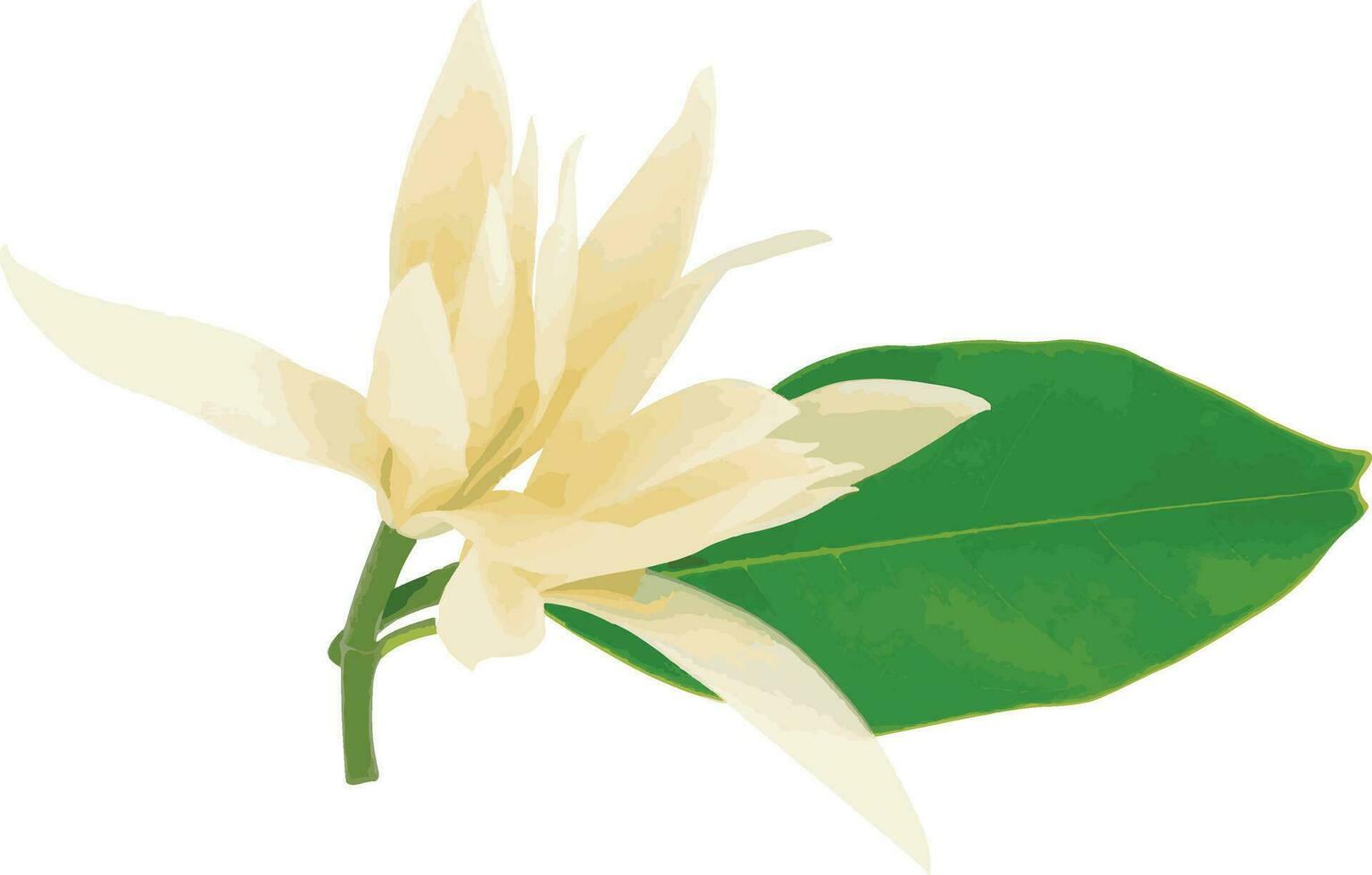 The White champaka, sandalwood flower with leaf. Scientific name Magnolia x alba Figlar. vector