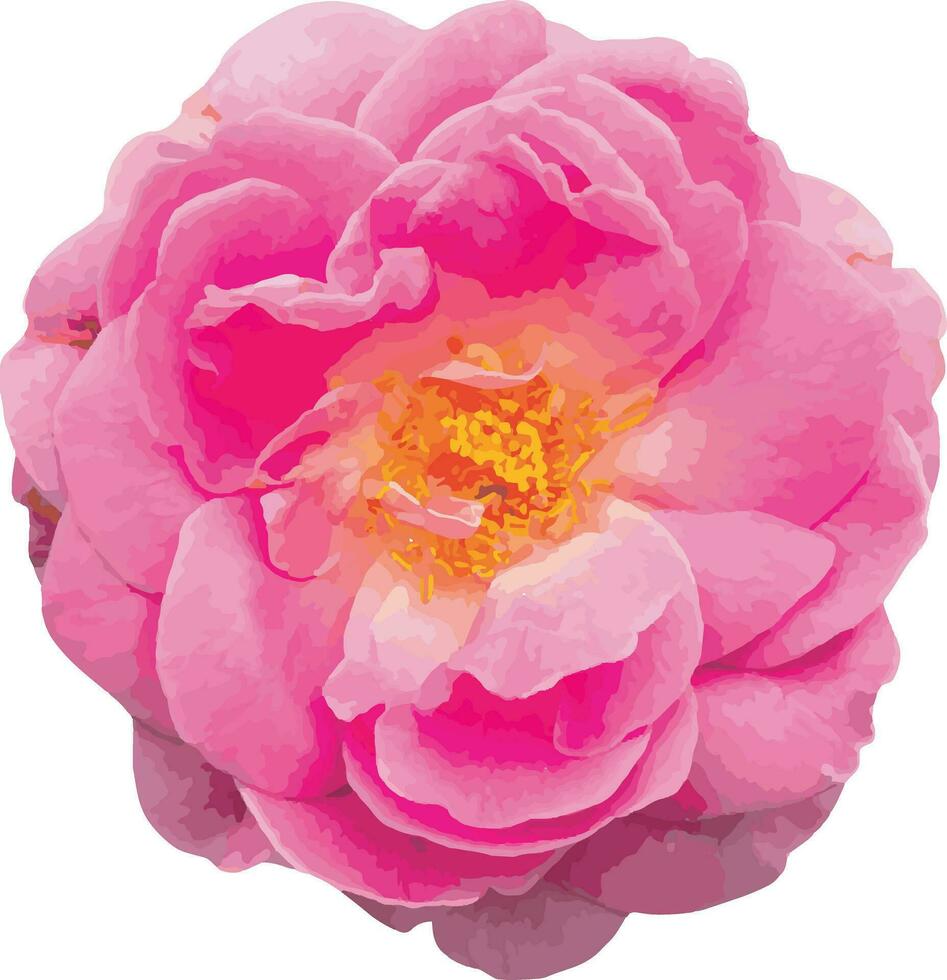 Abstract of Pink Damask Rose flower. vector
