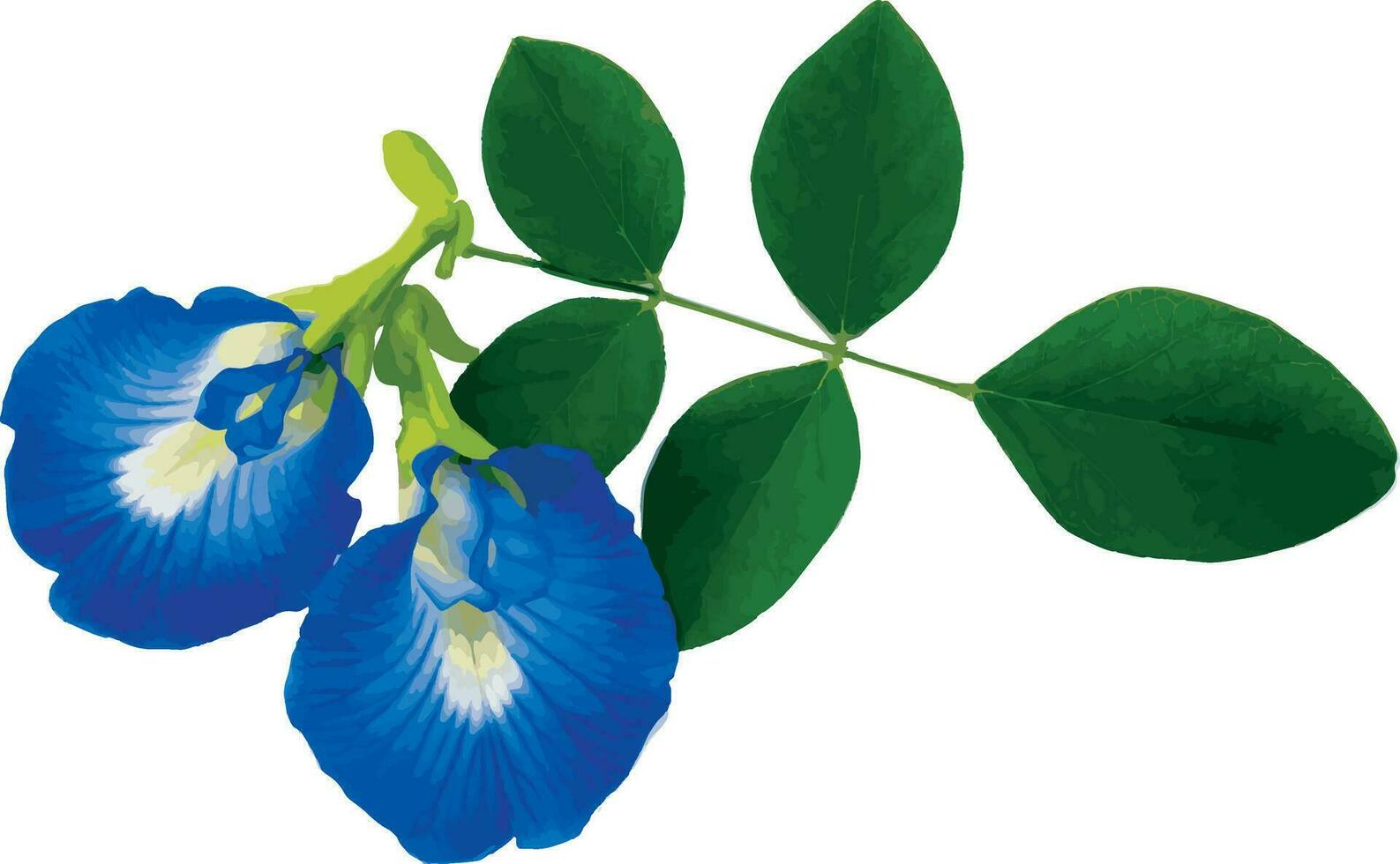 resumen de azul guisante flor o mariposa guisante flor en blanco antecedentes. científico nombre clítoris ternatea vector
