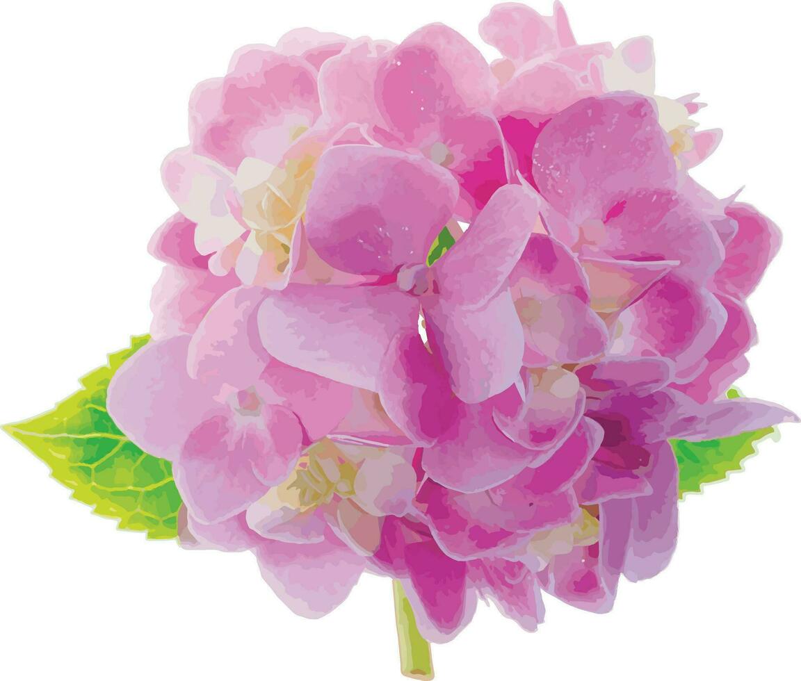 Abstract the pink Hydrengea flower. Scientific name Hydrangea macrophylla Thunb. Ser vector