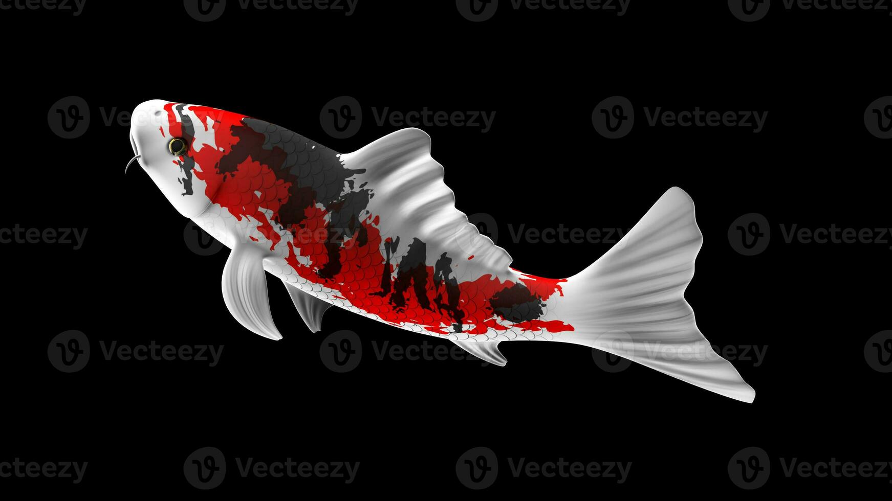 Single Black, Red and White Color Koi Fish 3D Rendering Japanese Carp photo