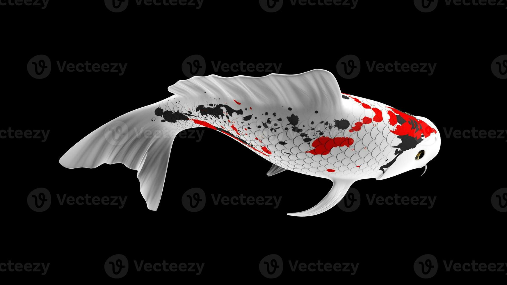 Single Black, Red and White Color Koi Fish 3D Rendering Japanese Carp photo