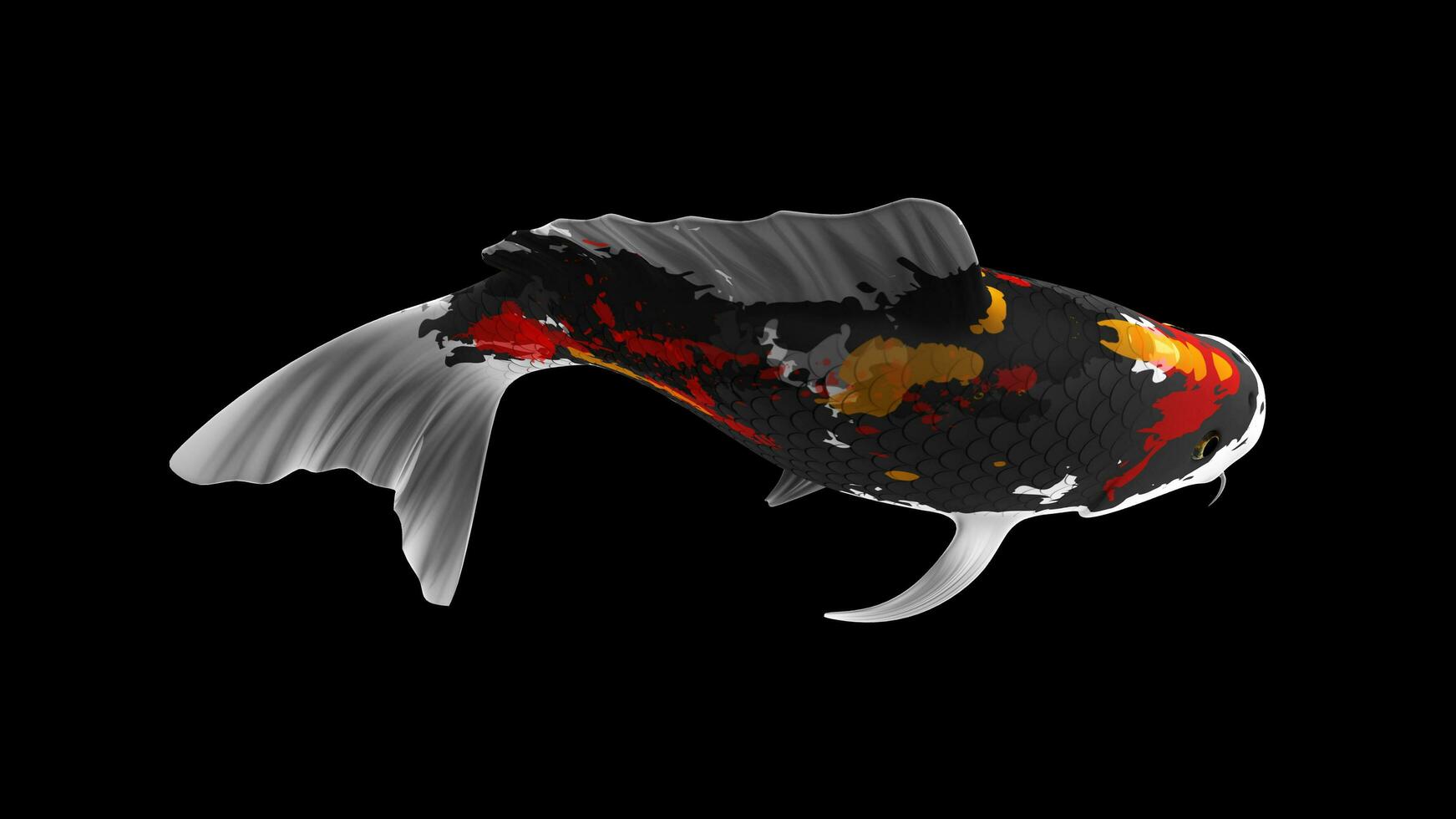 Single Black, Red and White Color Koi Fish 3D Rendering Japanese Carp photo