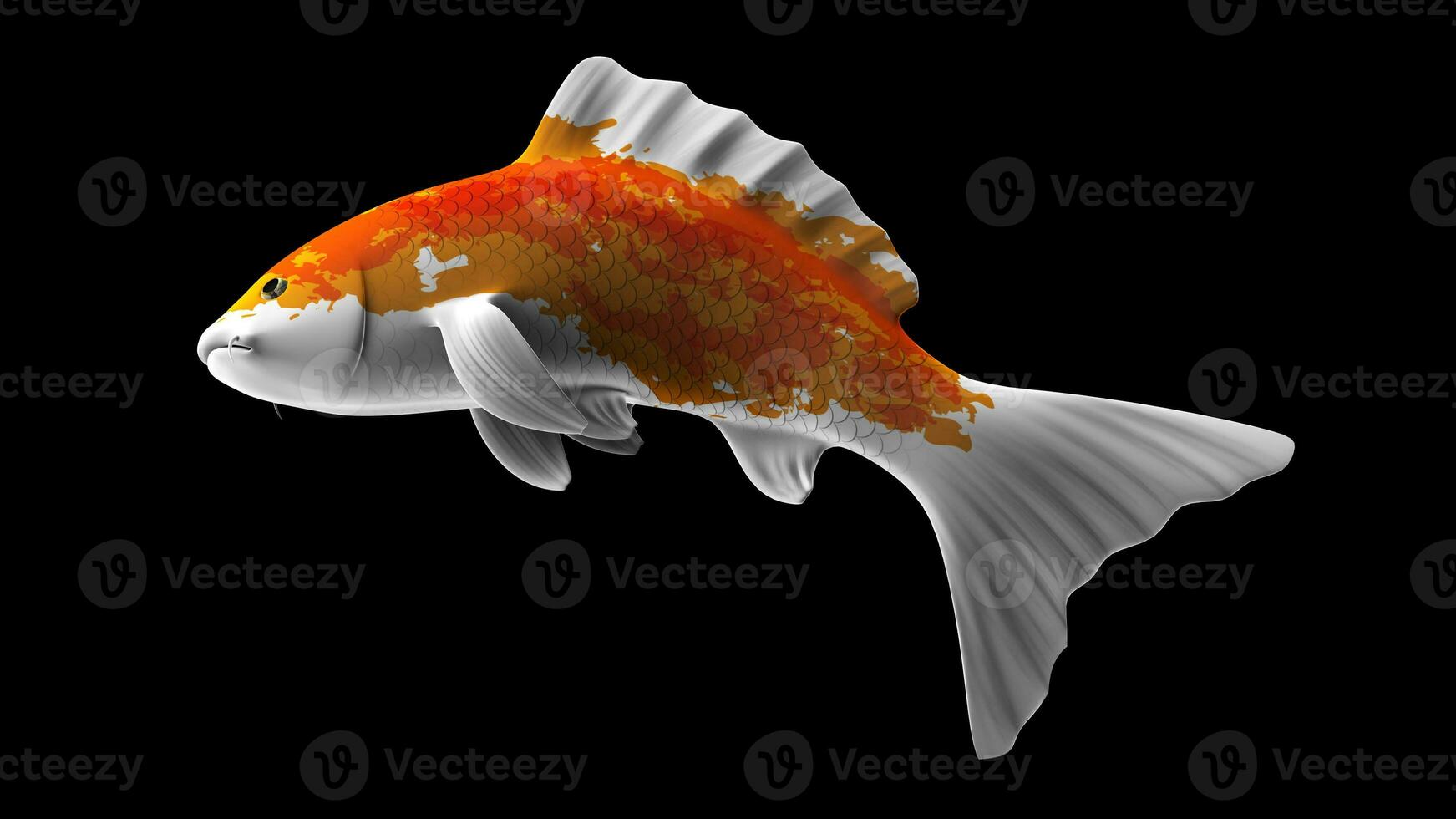 Single Orange and White Color Koi Fish 3D Rendering Japanese Carp photo