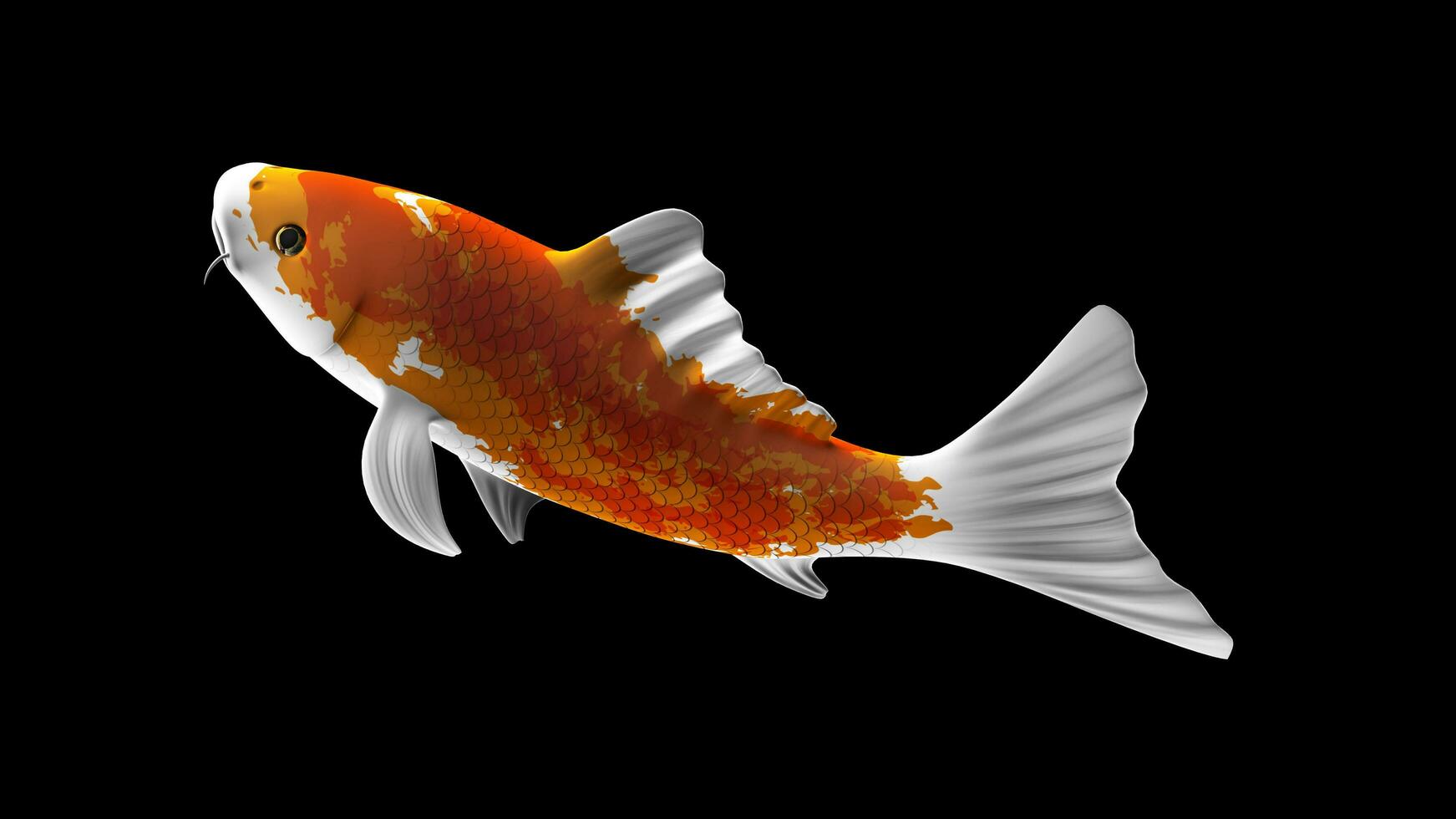 Single Orange and White Color Koi Fish 3D Rendering Japanese Carp photo