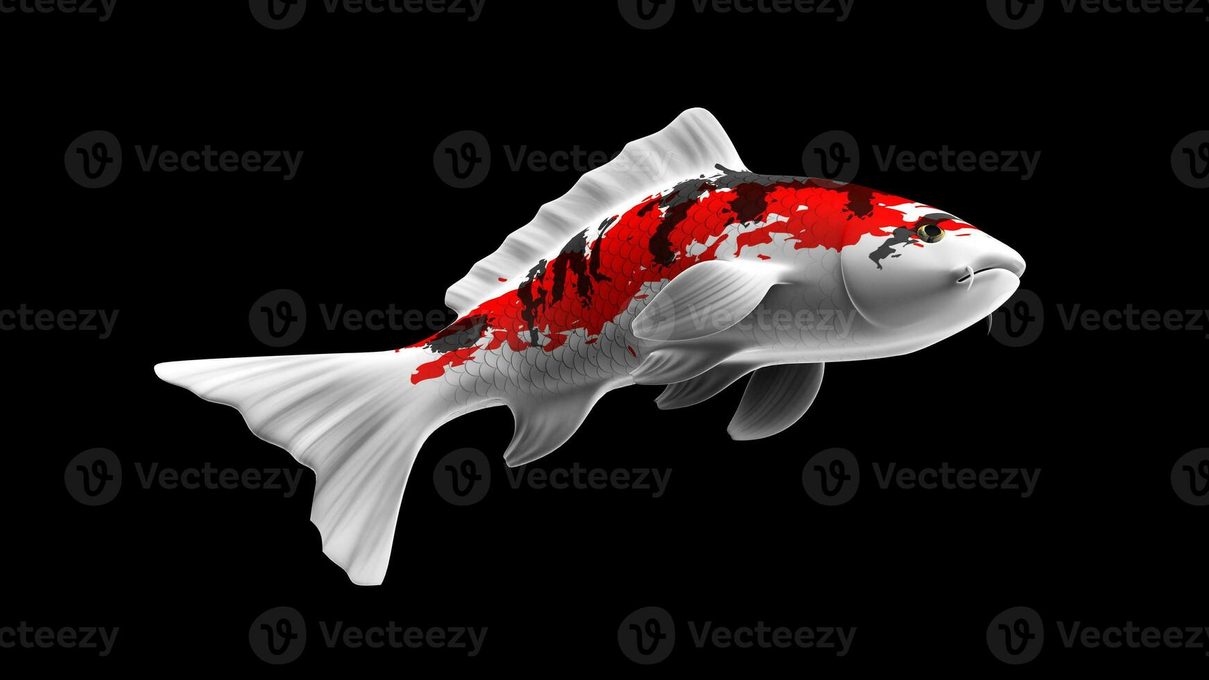 Single Black, Red and White Color Koi Fish 3D Rendering Japanese Carp photo
