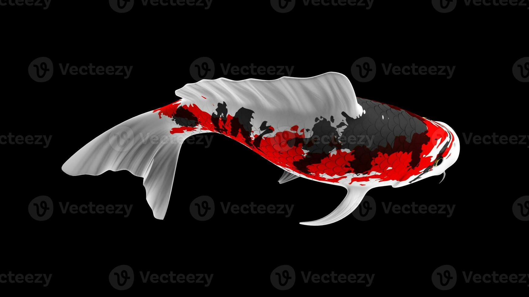 Single Black, Red and White Color Koi Fish 3D Rendering Japanese Carp photo