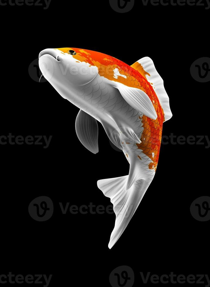 Single Orange and White Color Koi Fish 3D Rendering Japanese Carp photo