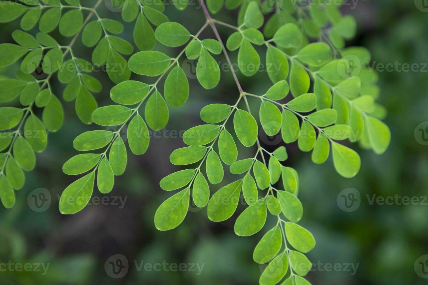 Drumstick tree, Herbal Green Moringa leaves tree background photo