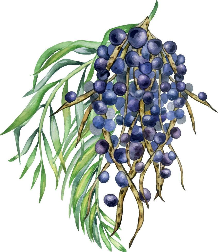 Bunch of acai berries and palm leaves watercolor illustration isolated on white. Exotic amazon small purple berries, tropical fruit hand drawn. Design element for wrapping, packaging, label vector