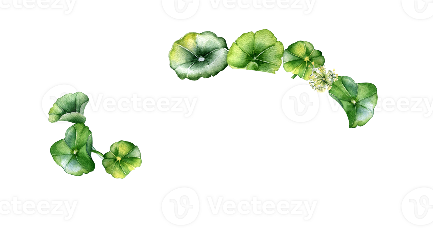 Frame of centella asiatica, herbal plants watercolor illustration. Pennywort, gotu kola, rounded leaves wreath hand drawn. Design for package, label, herbal plants collection. png
