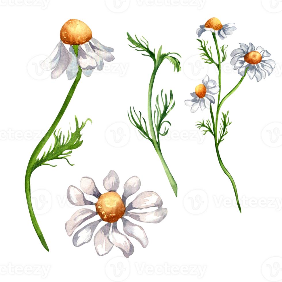 Set of chamomile medicinal plant watercolor illustration. Daisy yellow flower, useful herb camomile hand drawn. Design for label, package, postcard. png