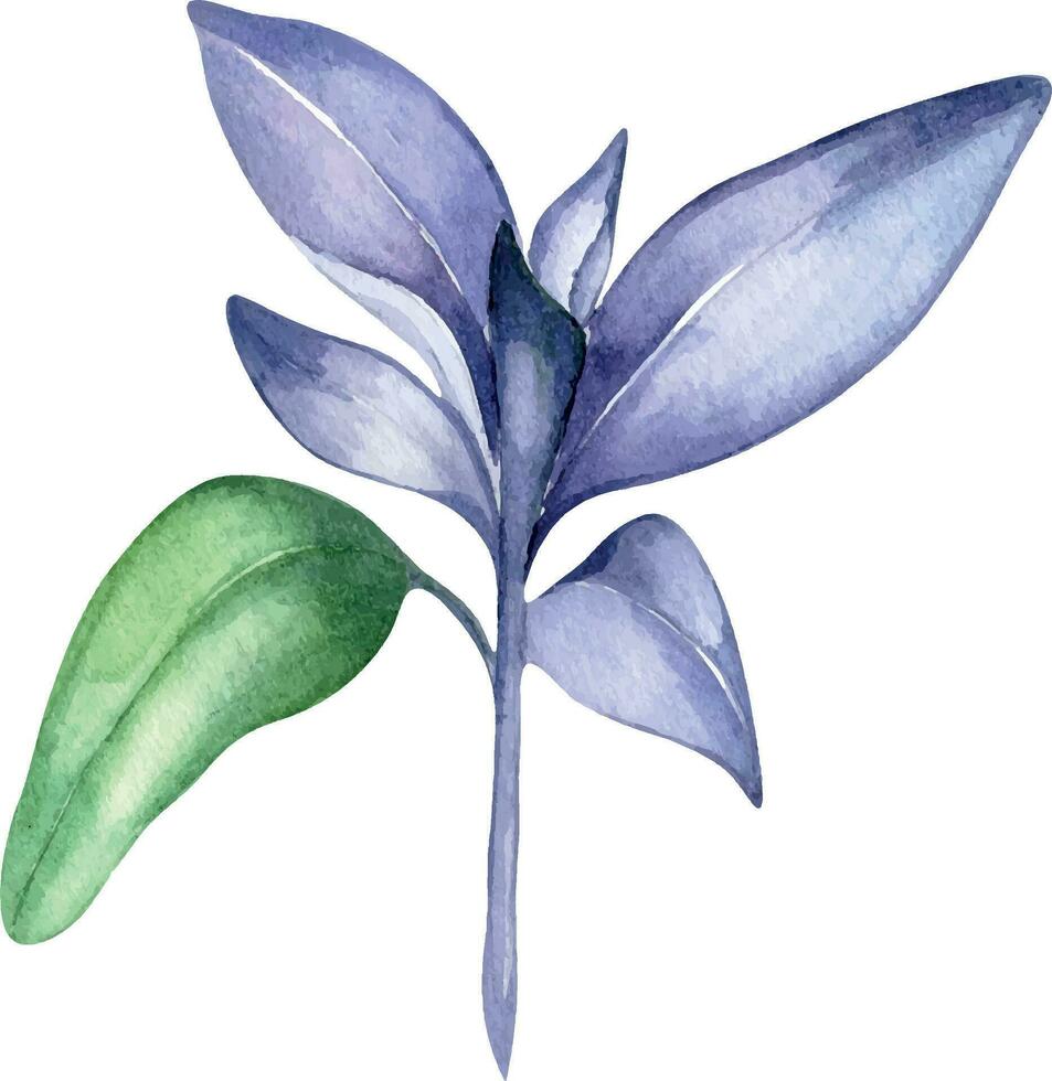Sage herbal plant watercolor illustration isolated on white background. Salvia officinalis, purple leaves, useful herb hand drawn. Design for label, package, postcard vector