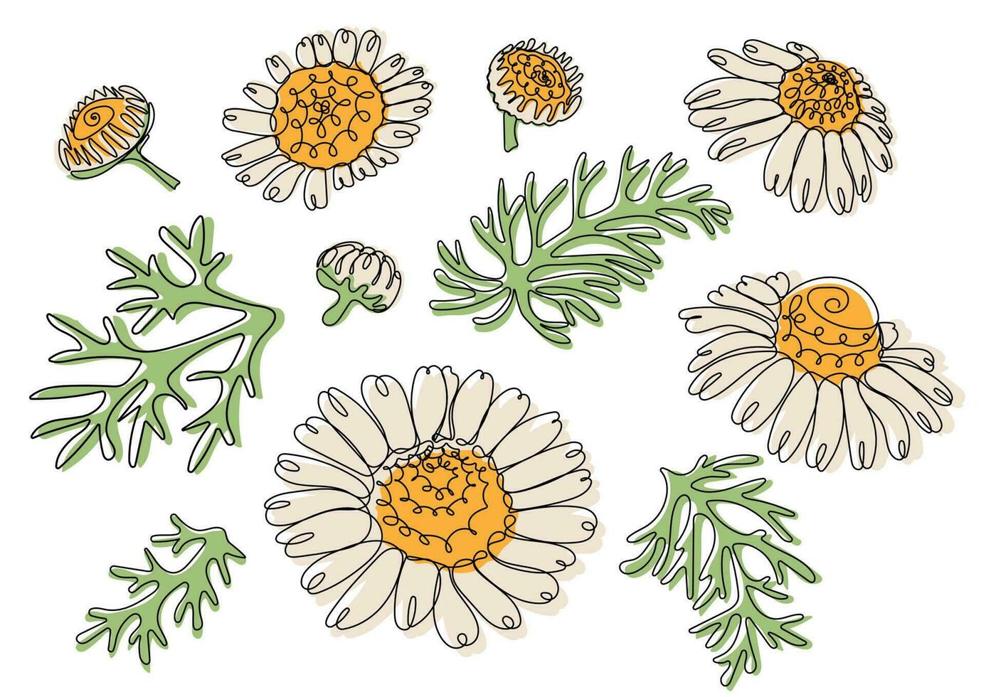 Chamomile. White daisy flowers vector